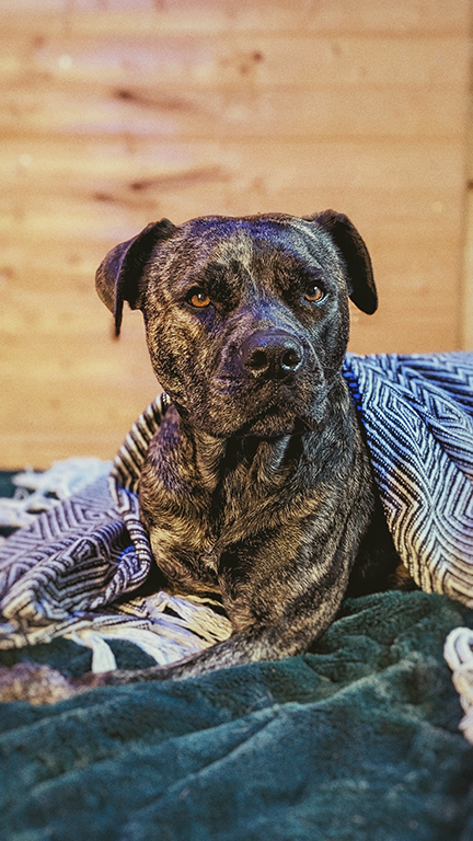 toast.dog